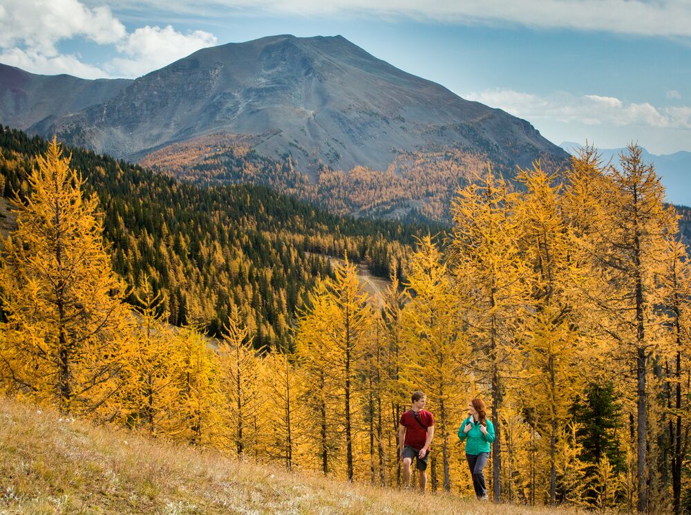 A couple hikes through golden larches in the Lake Louise area in Banff National Park.